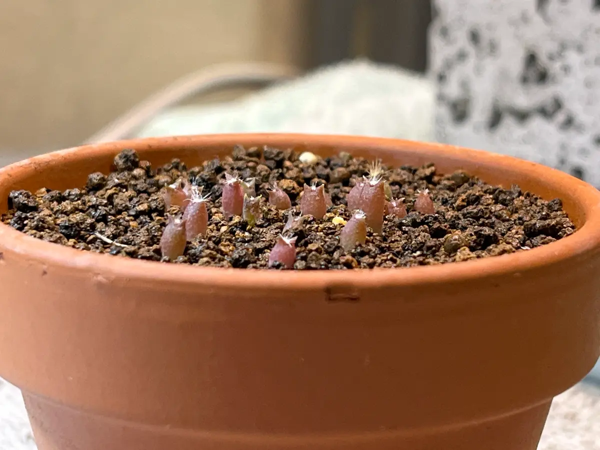サボテンの実生について質問させて頂きます。初めて実生を始