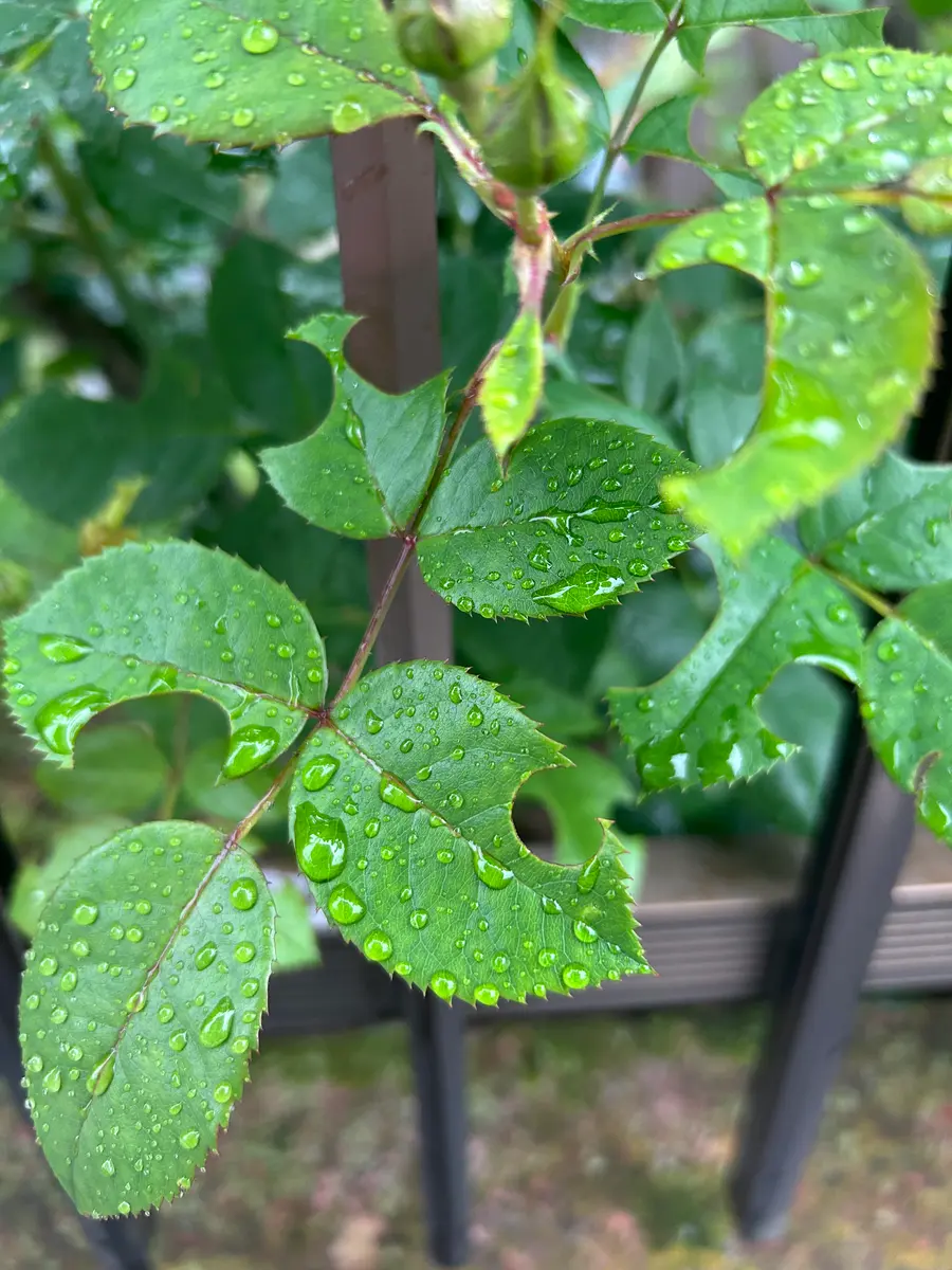 庭のつるバラの葉が丸く穴が開いてます虫食いなのでしょうが