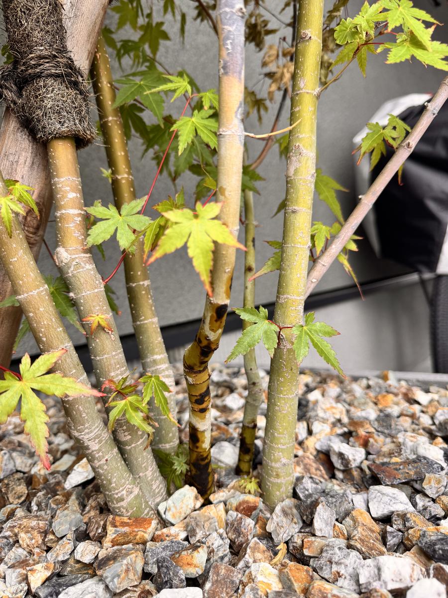去年の10月に植えたイロハモミジです。葉っぱが枯れてしまった 