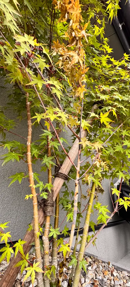 去年の10月に植えたイロハモミジです。葉っぱが枯れてしまった