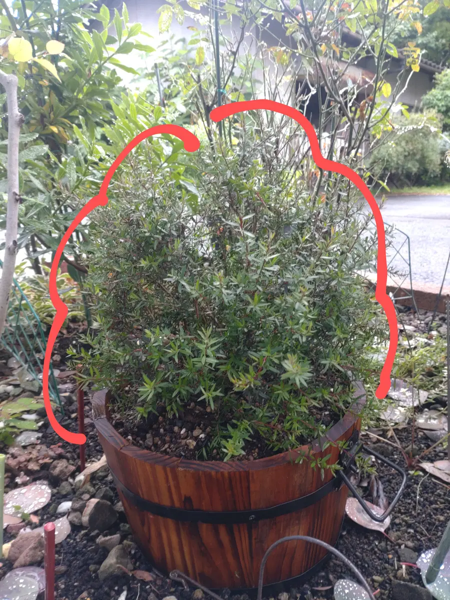 img_cache_q_45445_1_1748928721