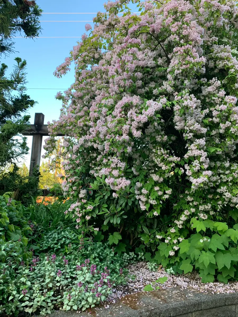 昨日見た、地元の公園で咲いていたこの花木の、名前を教えてい