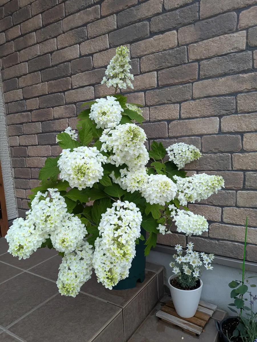 大株　西洋アジサイ【カシワバアジサイ】　地植え⑤　クロッカス・ヒヤシンス付き 楽天市場】【屋外管理苗】カシワバアジサイ（紫陽花・あじさい