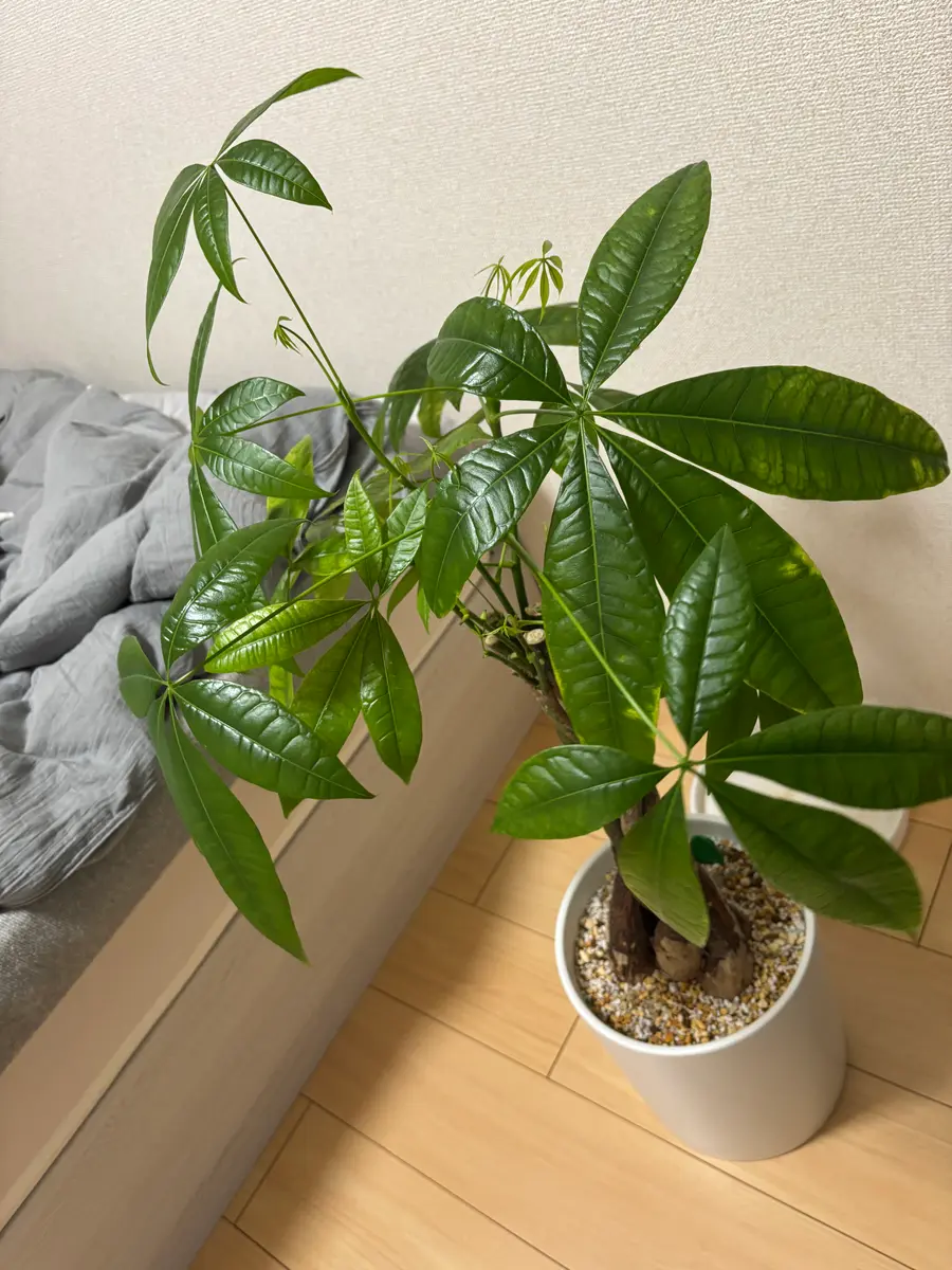 ずっと元気だったパキラが剪定してから急にこんな状態になりま ずっと元気だったパキラが剪定してから急にこんな状態になりま