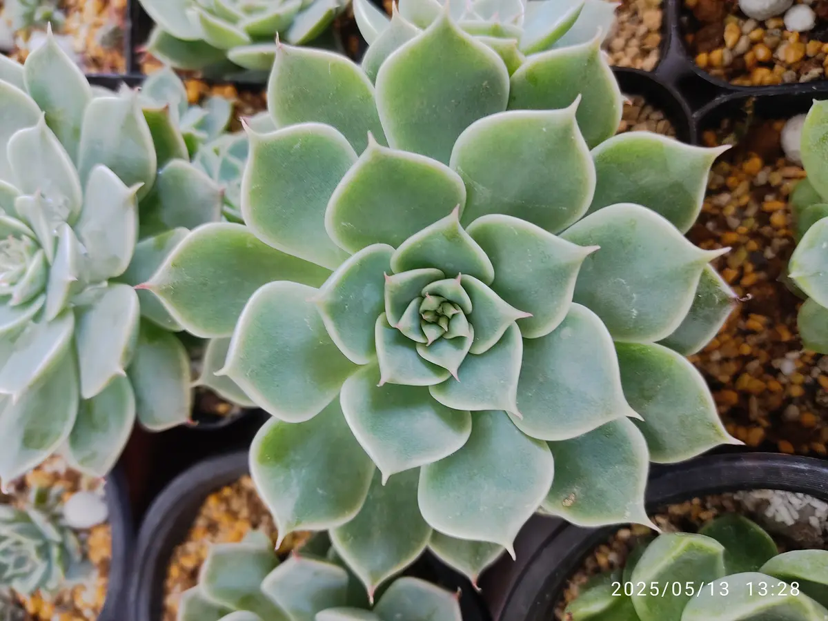 ♥️01 札落ち エケベリアsp／多肉植物 ♥️01 札落ち エケベリアsp／多肉植物 | その他多肉植物