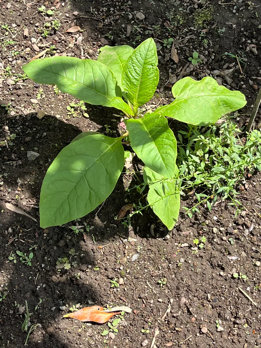 近所に生えてた葉っぱです この葉っぱは何でしょうか？植えた覚えの無いものが生えて来ま