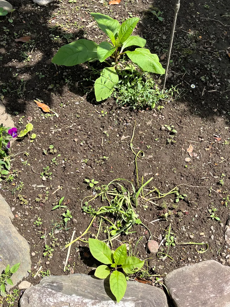 この葉っぱは何でしょうか？植えた覚えの無いものが生えて来ま