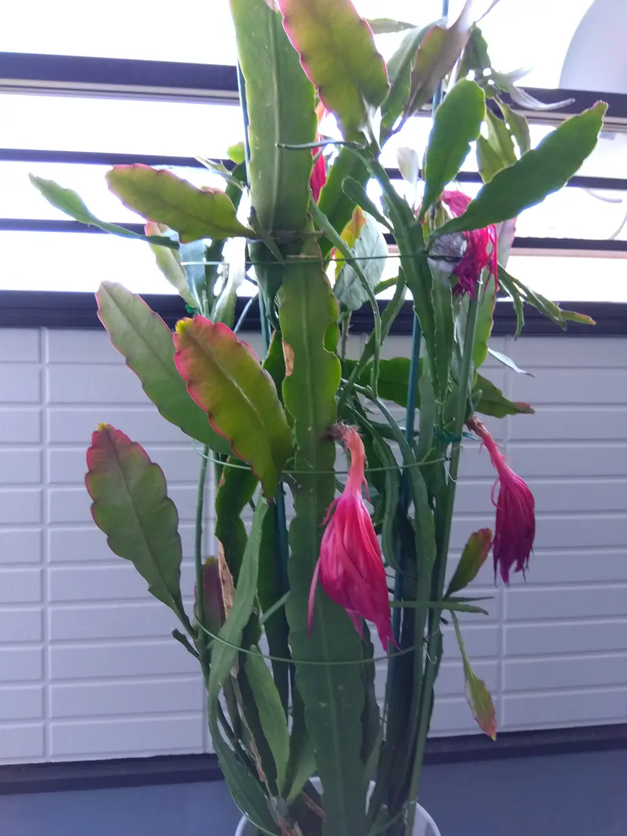 花サボテン 孔雀サボテンを挿し芽して育てて初めて、今年は4個も花が咲き