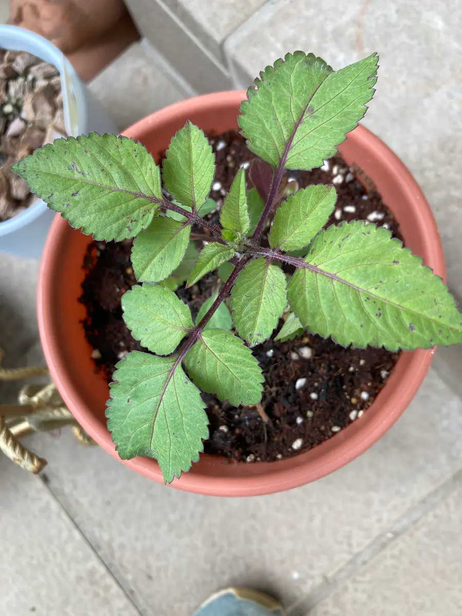この植物の名前が分かりませんしっかりした葉なので、育ててい