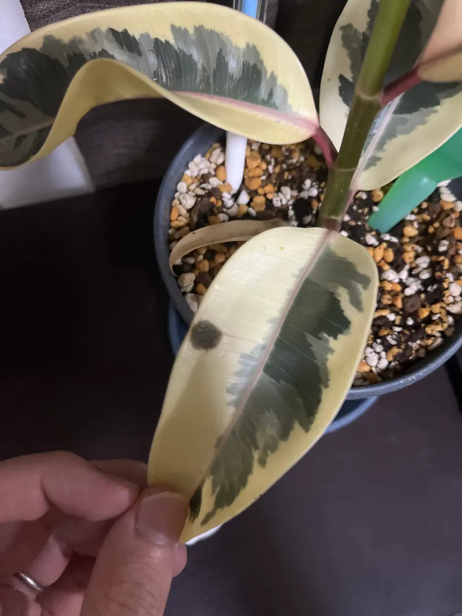 フィカス　ティネケ　選抜変わり斑　５号鉢つき　3株セット❗写真２枚目兄弟株です フィカス ティネケ 選抜変わり斑 5号鉢つき 3株セット❗写真2枚目