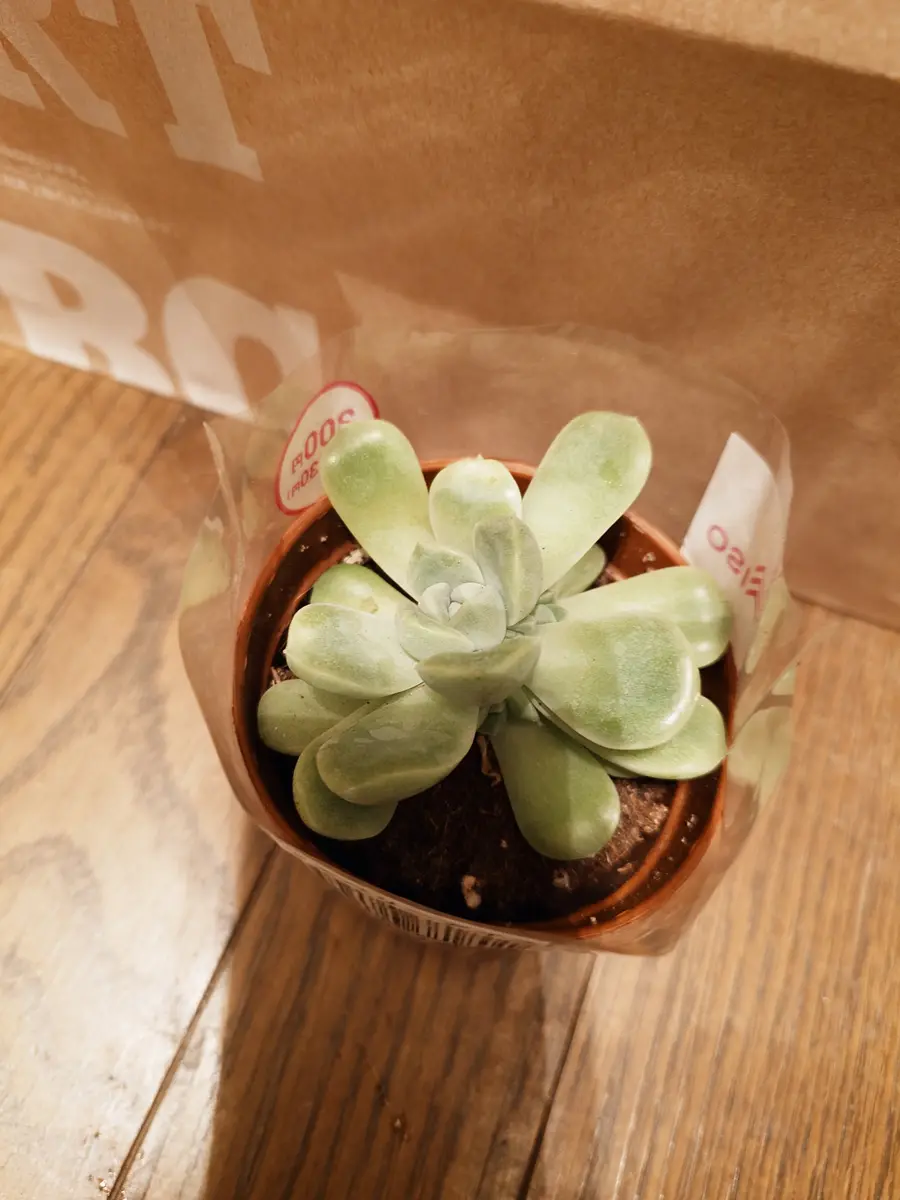 写真は今年の2月に買ったばかりの時と、5月に撮ったものです 