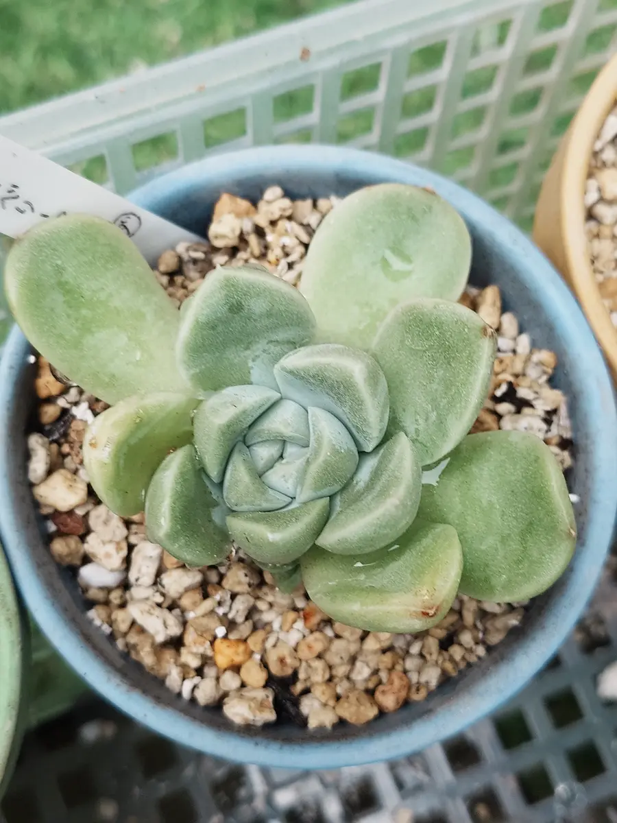 写真は今年の2月に買ったばかりの時と、5月に撮ったものです 