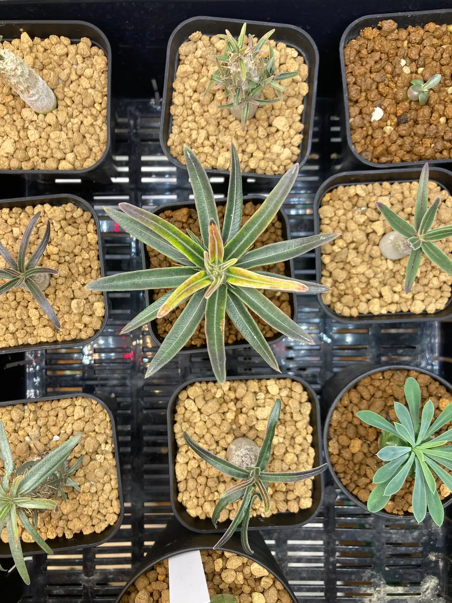 実生3年目パキポディウムグラキリスの葉が黄色ベースに赤色混｜園芸