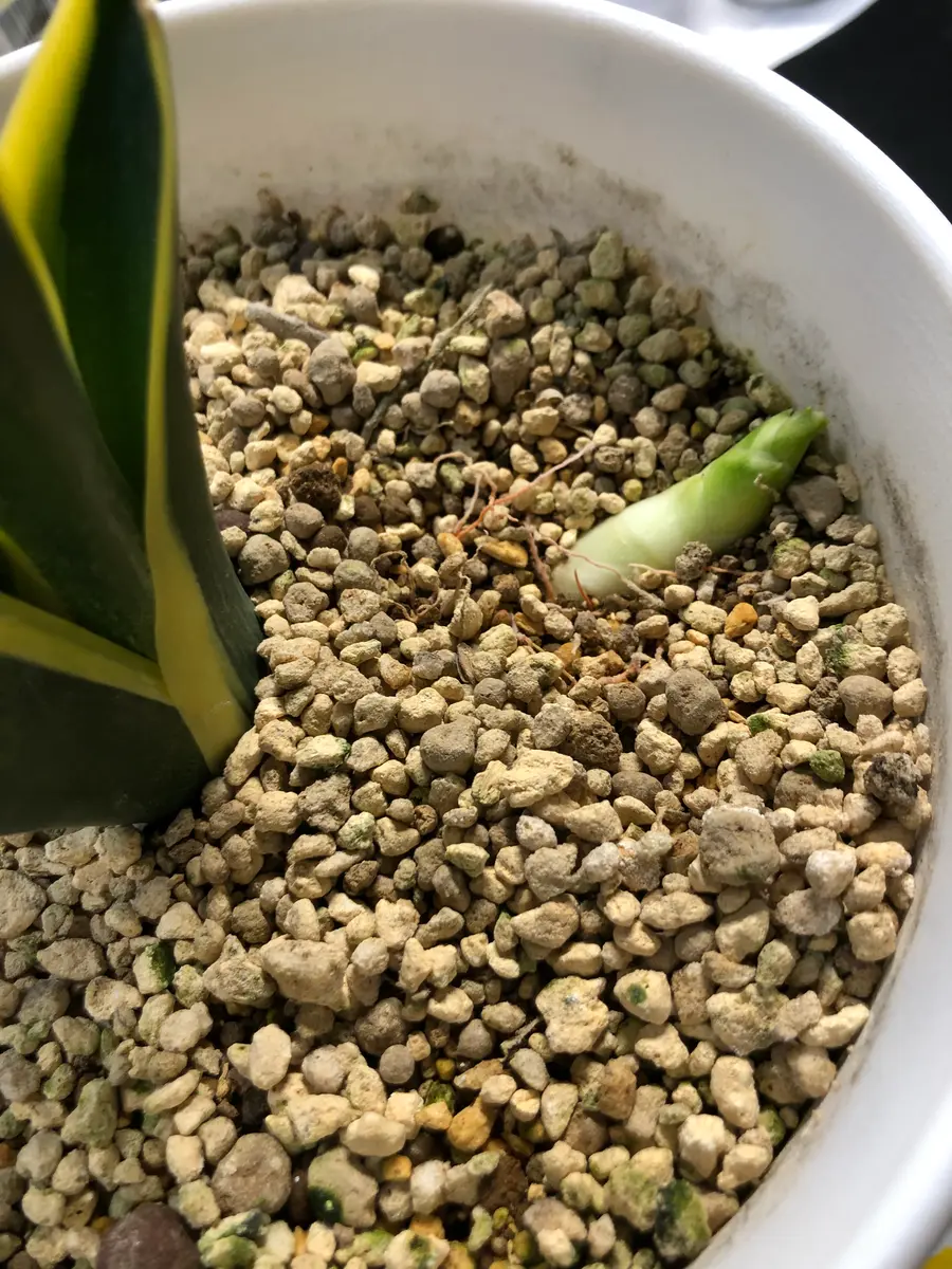 サンスベリア(トラノオ)を育てているのですが子株が横向きに生