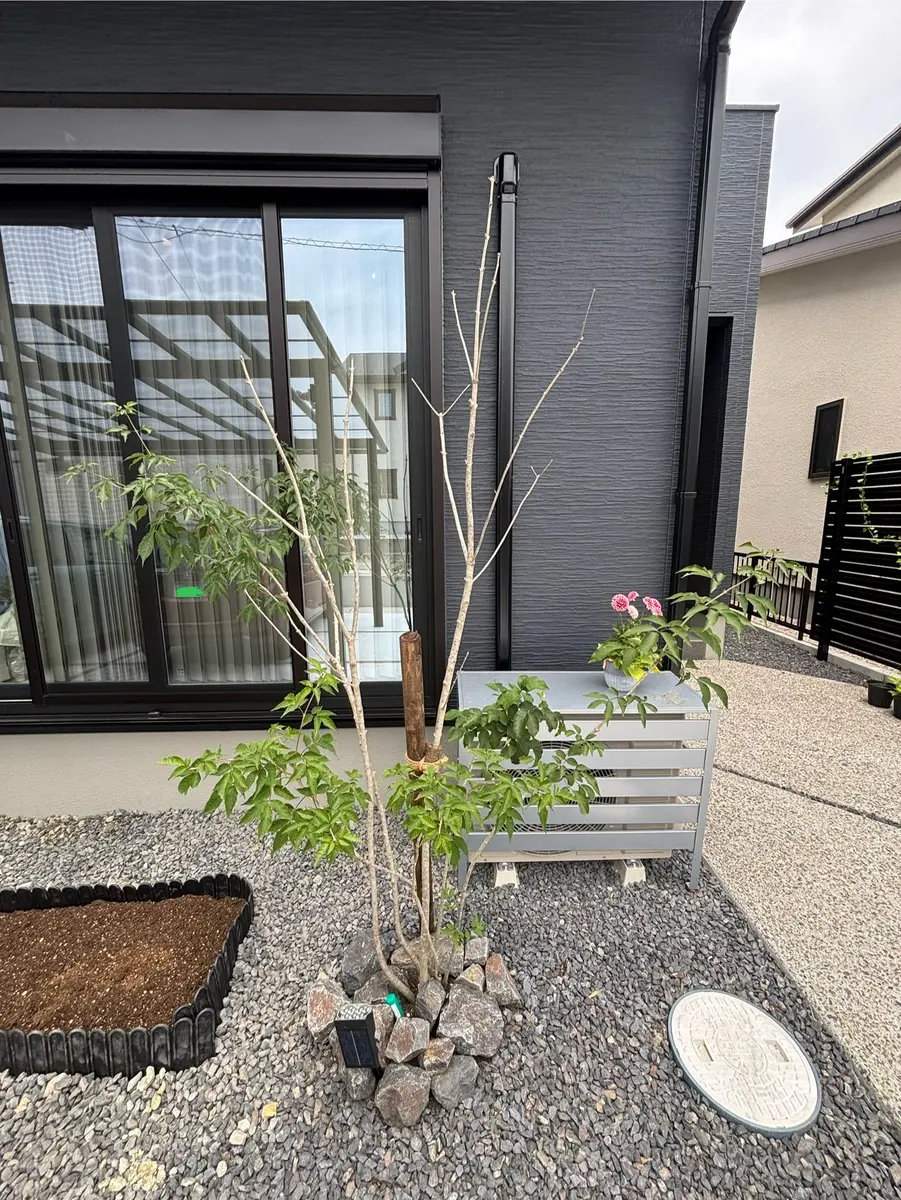 アオダモ2本と他3本まとめて アオダモ2本と他3本まとめて