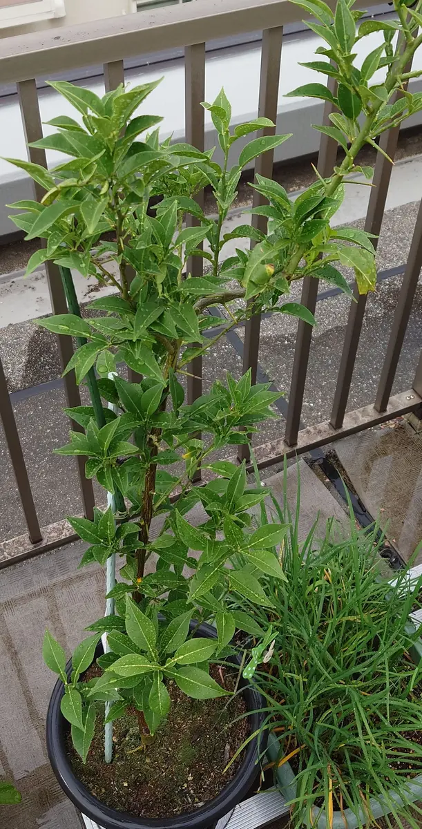 ゆずの実がつきません。1年半前にゆずの苗を買って鉢植えで育て
