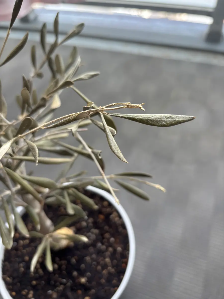 育て方 ミッション オリーブ 鉢植え オリーブの鉢植え完全ガイド