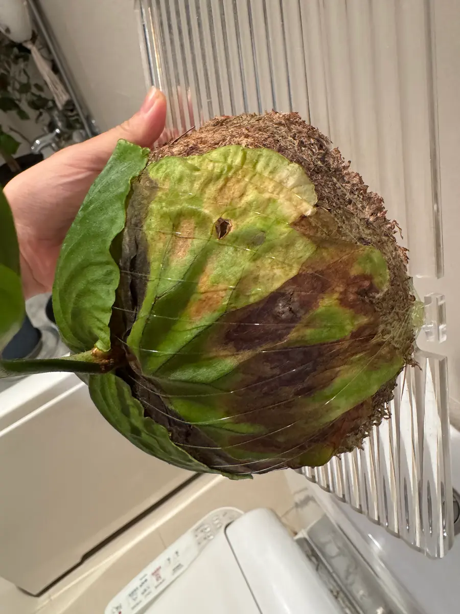 ⚠️ビカクシダが日に日に弱ってます⚠️貯水葉の1枚が奥の方は黒