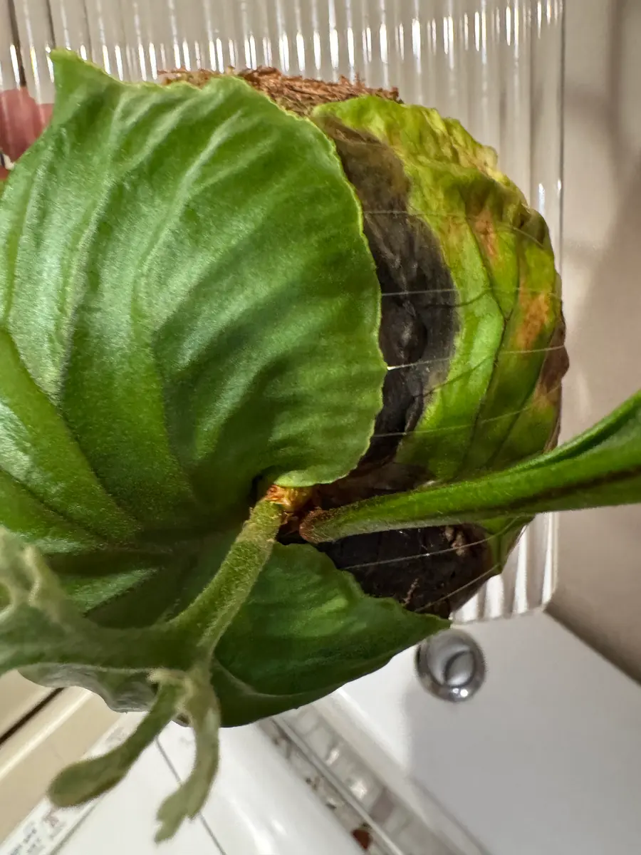 ⚠️ビカクシダが日に日に弱ってます⚠️貯水葉の1枚が奥の方は黒