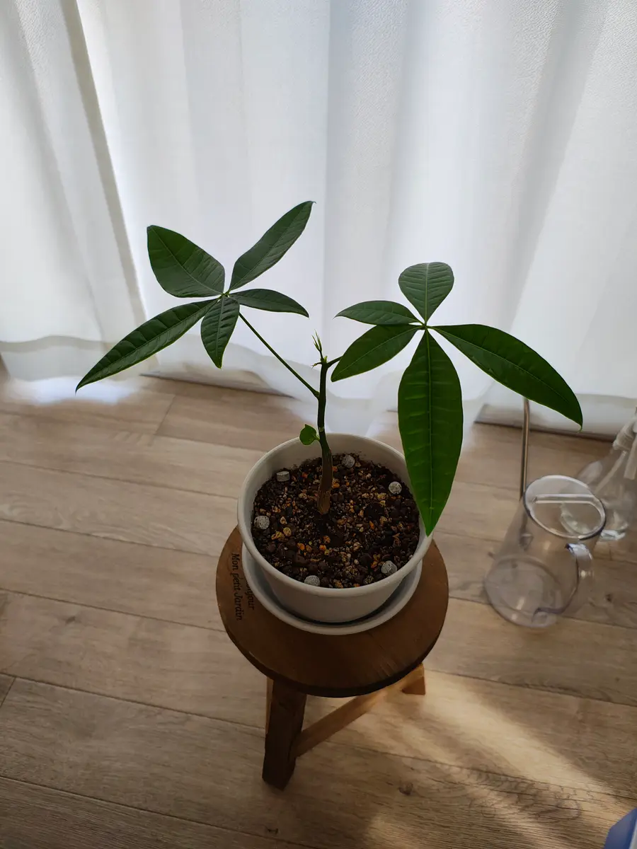 4月下旬に初めてパキラを買ってきて育てている観葉植物初心者で