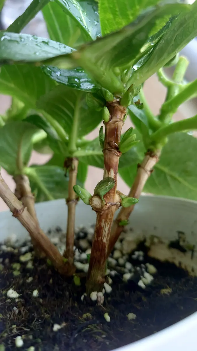 紫陽花来季用　お問い合わせ育成苗【途中経過】 ◇【7月のアジサイ管理】今年購入した株編🪴 - YouTube