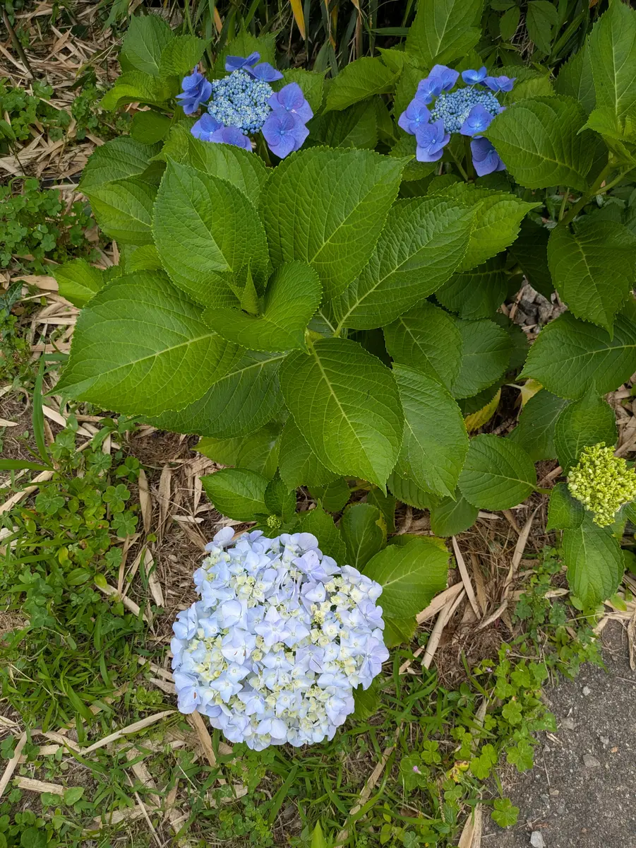 きらり 輸入アジサイ 苗 5種セット！② ⑤ きらり様専用 輸入アジサイ 苗 5種セット！② ⑤