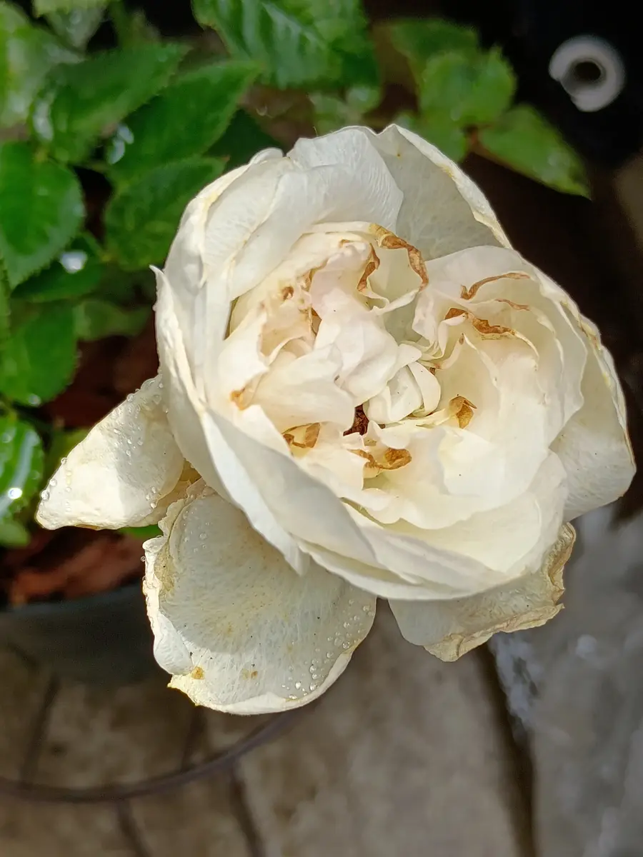 5月に買った鉢バラです。ツボミがキレイに開かず開花不良のまま