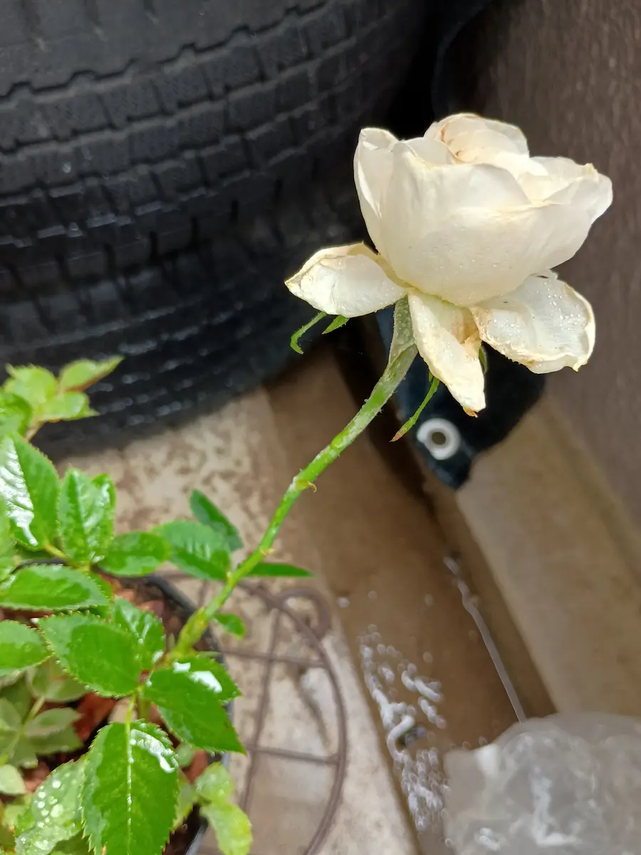5月に買った鉢バラです。ツボミがキレイに開かず開花不良のまま