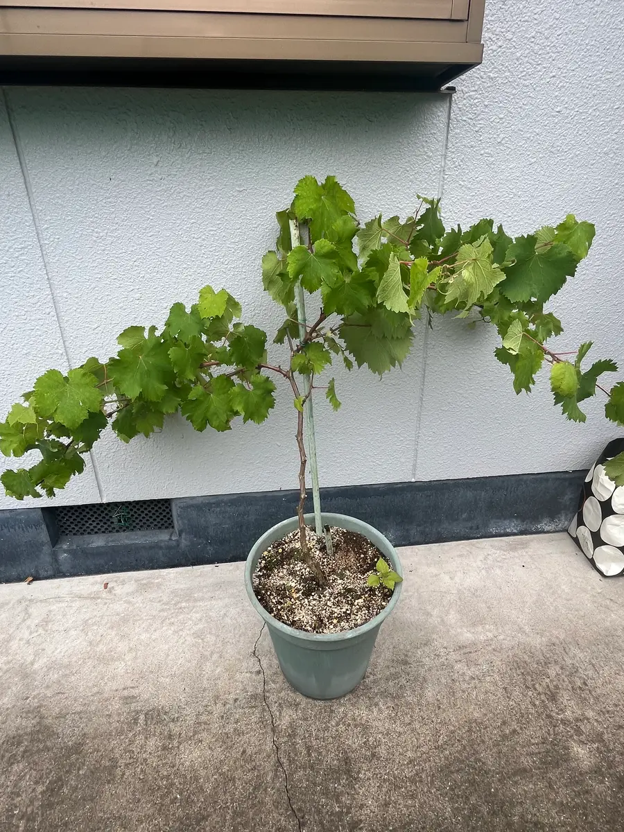 ブドウを育てている方ご教示願います。写真の巨峰のブドウ苗(｜園芸