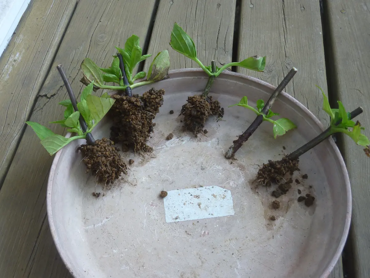 アジサイとヤマアジサイの挿木の発根後の鉢上げについて、用土