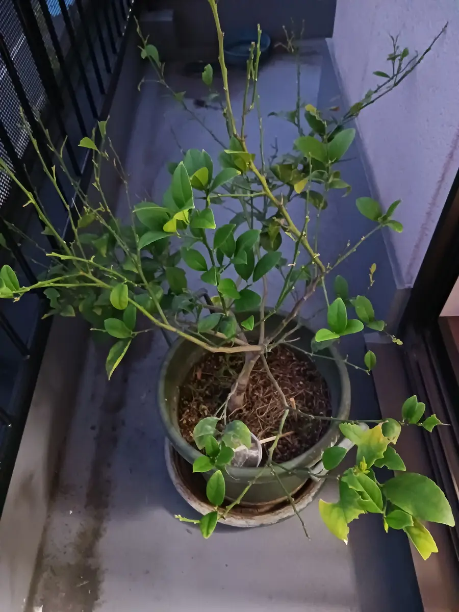 園芸店から買ってきた3年目のレモンの木です。毎年、花は咲き 