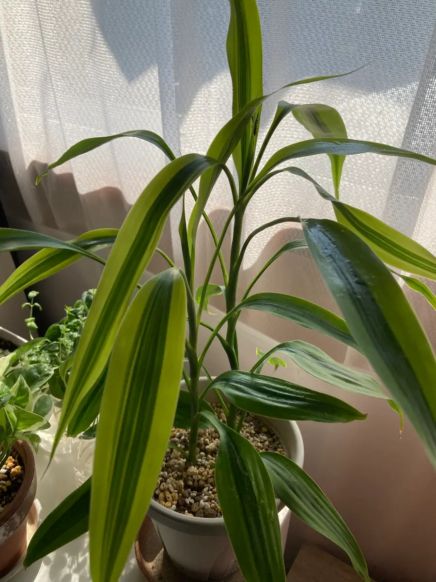 観葉植物が好きで育てていますが名前を忘れてしまいましたこれ 
