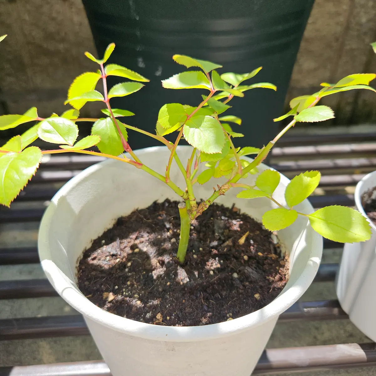 確認用　　バラ　挿し木苗　抜き苗 確認用です バラ 挿し木苗 抜き苗 確認用です バラ 挿し木苗 抜き苗