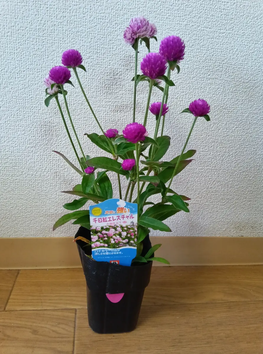 いつも貴重なアドバイスをありがとうございます。今日は3.5号｜園芸