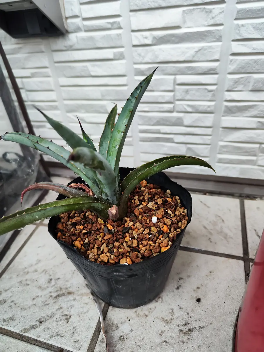 去年ホームセンターでアガベを購入しました、メガロドンタと書