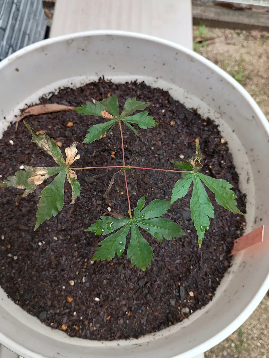 のなめ様 確認用もみじ苗 もみじの育て方について教えてください。園芸
