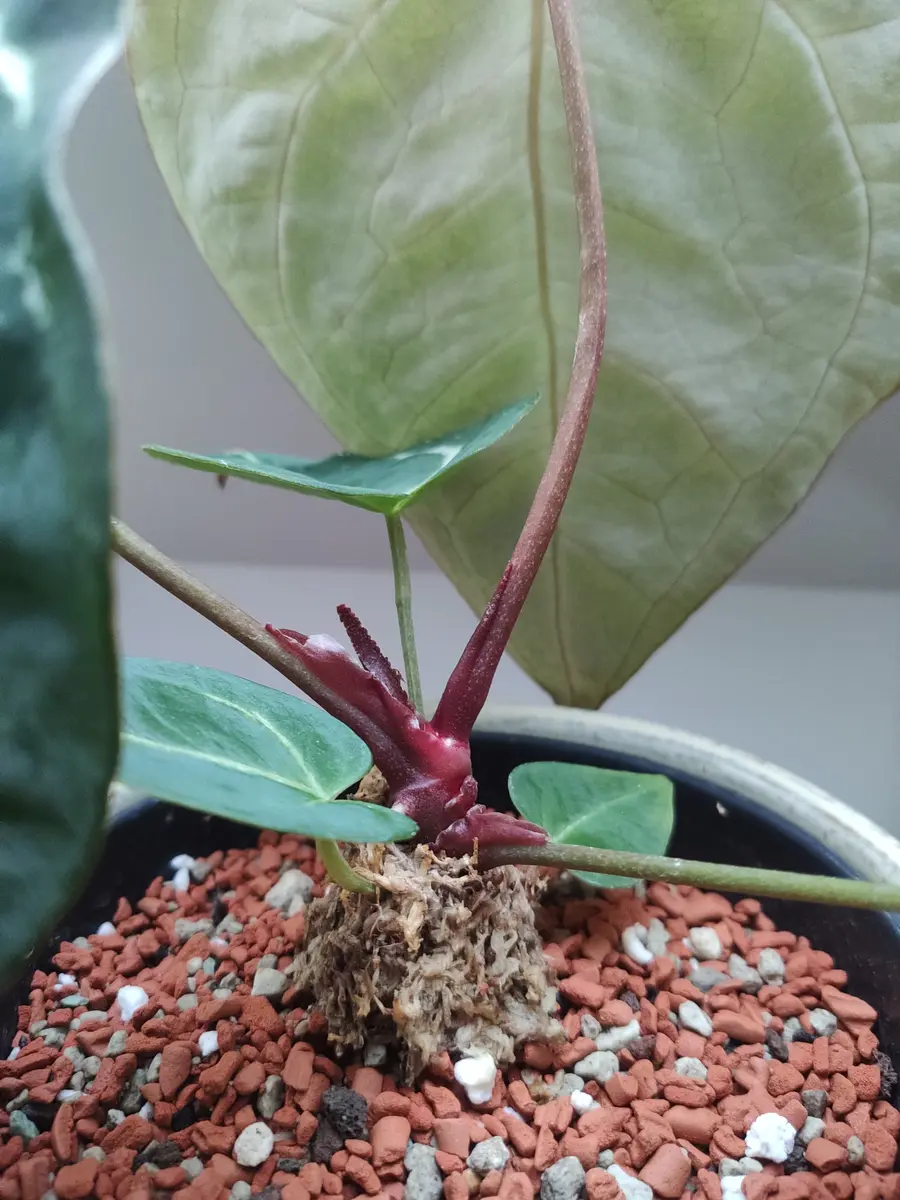 初めまして。アンスリウムクリスタリナムについての質問です