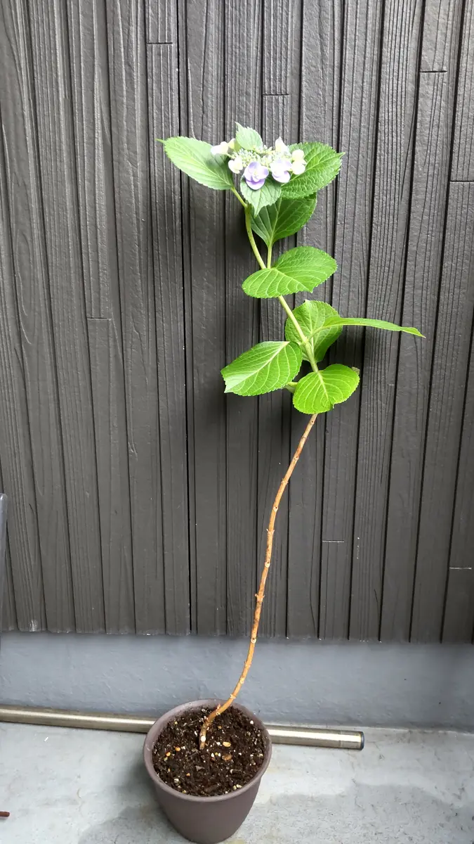 挿し木で育った3年目の紫陽花なのですが木のようになったとこ｜園芸