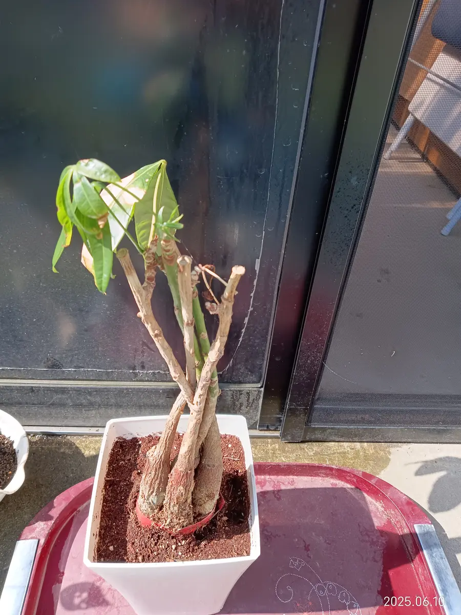 お世話になっておりますパキラです娘宅から弱って可哀想に思｜園芸