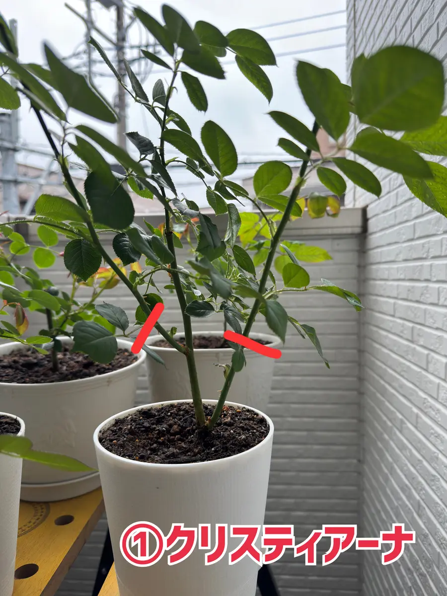 教えてください、バラは今年育て始めたばかりで大初心者です