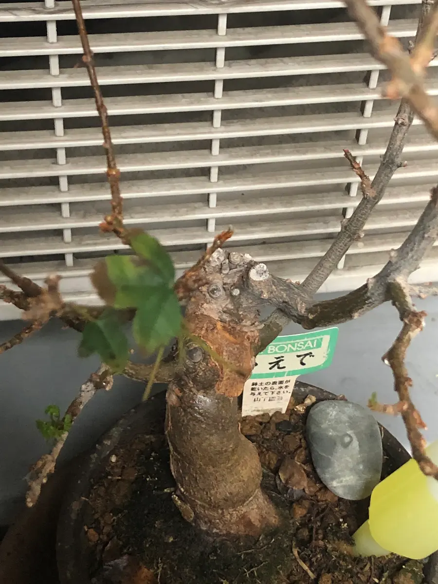 盆栽のカエデの葉の先が茶色くなってしまいます。根腐れかと思