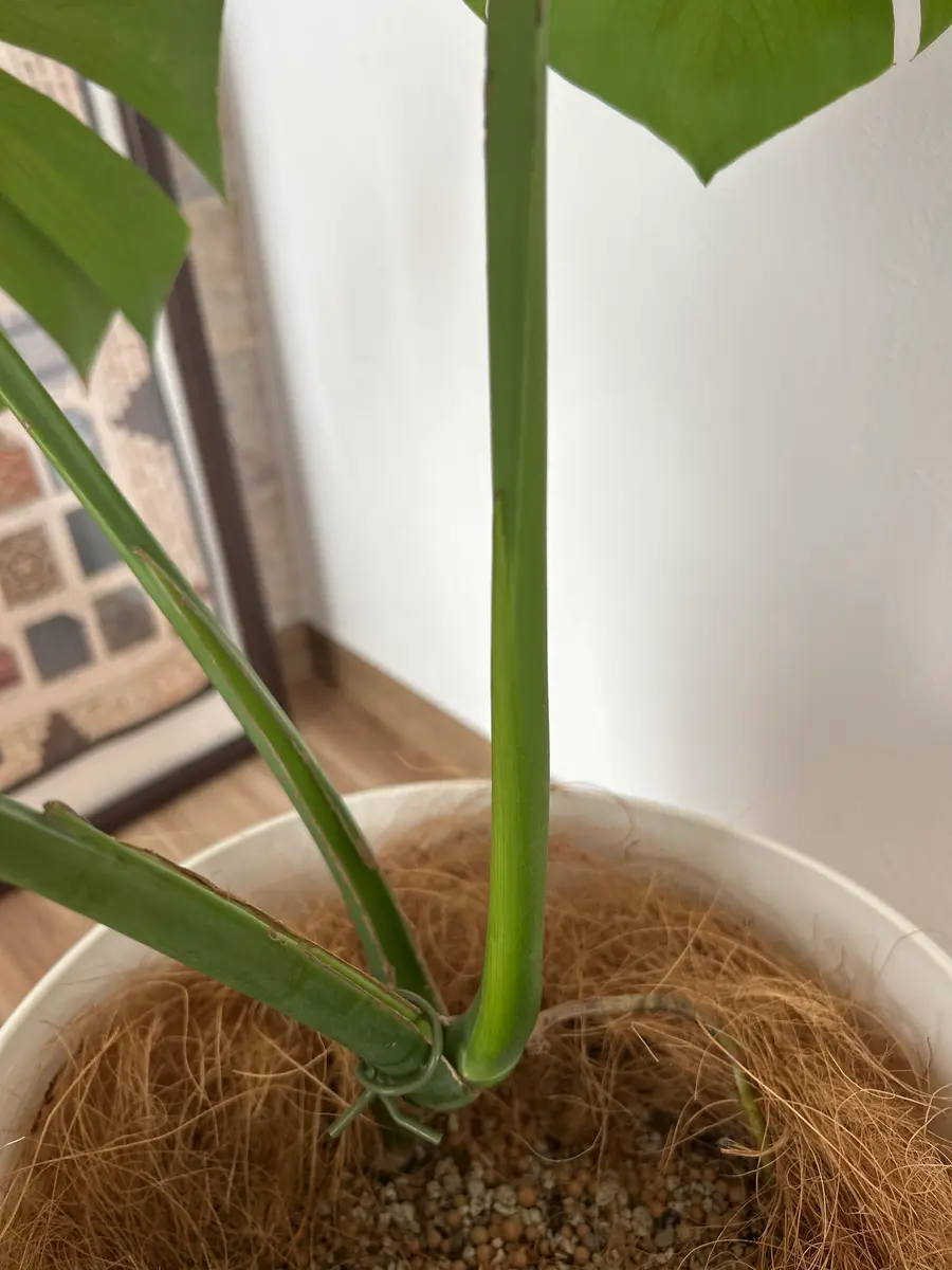 昨年の秋に剪定し植え替えしたモンステラです。新芽を待ってい