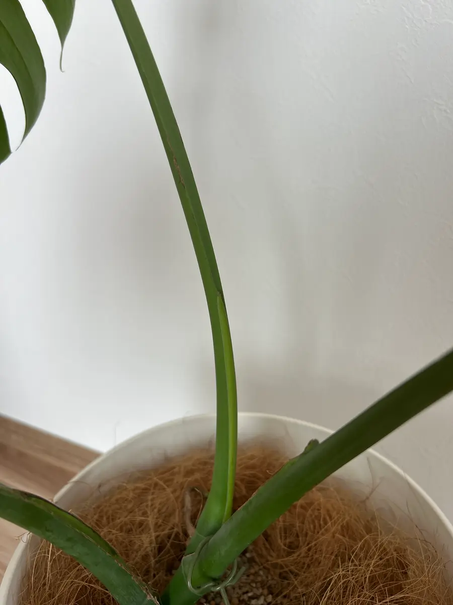 昨年の秋に剪定し植え替えしたモンステラです。新芽を待ってい