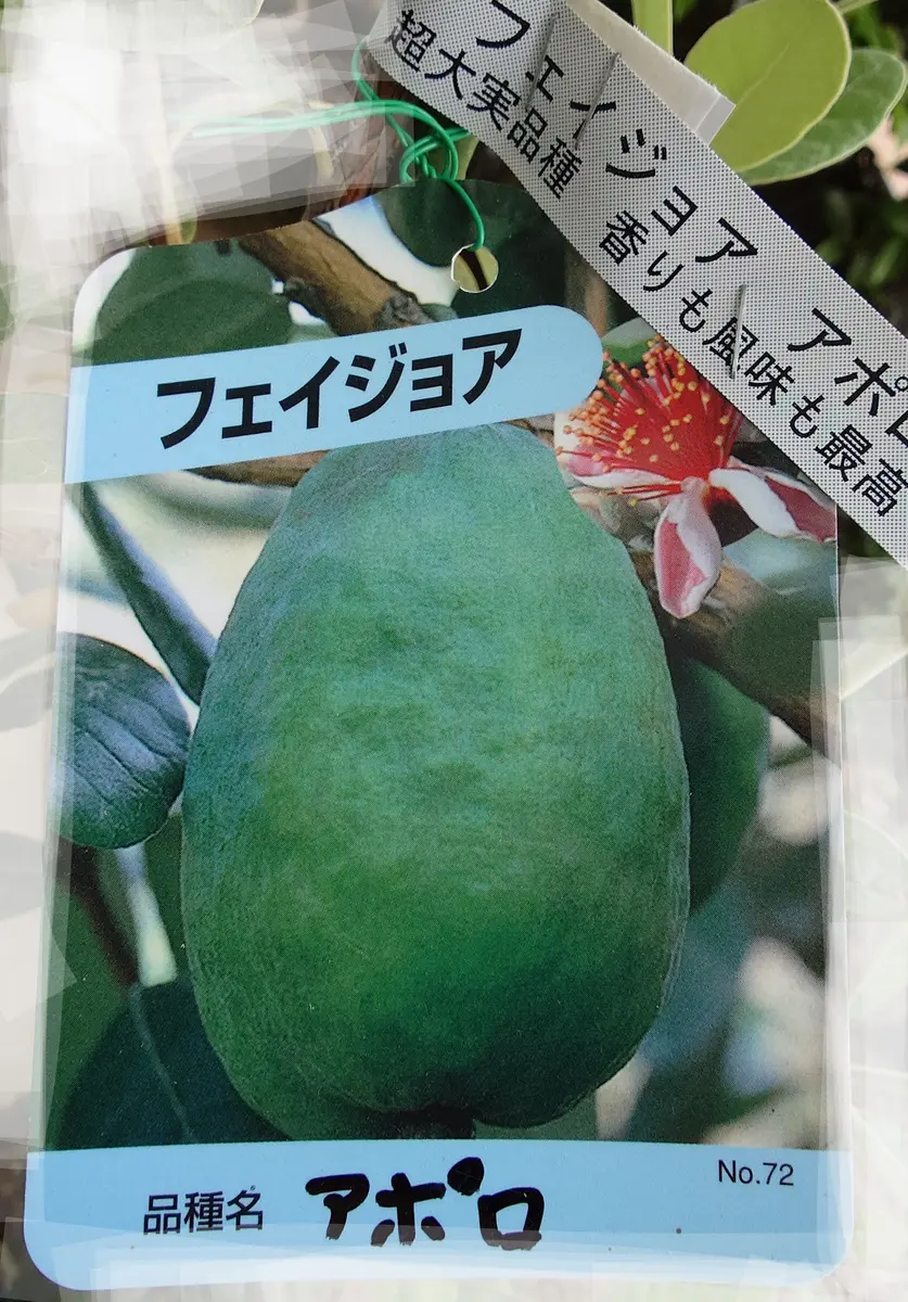 フェイジョア ホワイトグース（aiai） フェイジョア｜園芸日記byイーディー｜みんなの趣味の園芸｜1338585