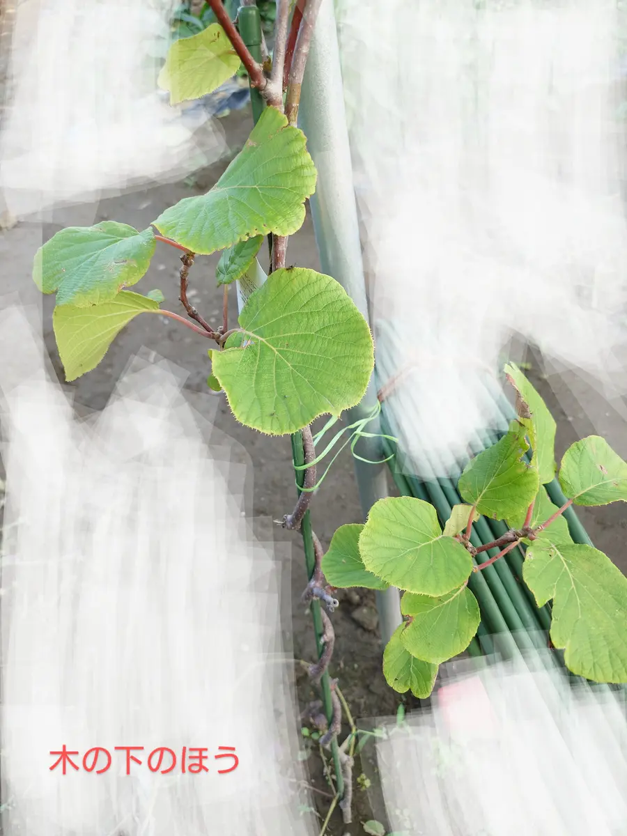 キウイのツルが伸びてきません。いつもお世話になります。立｜園芸