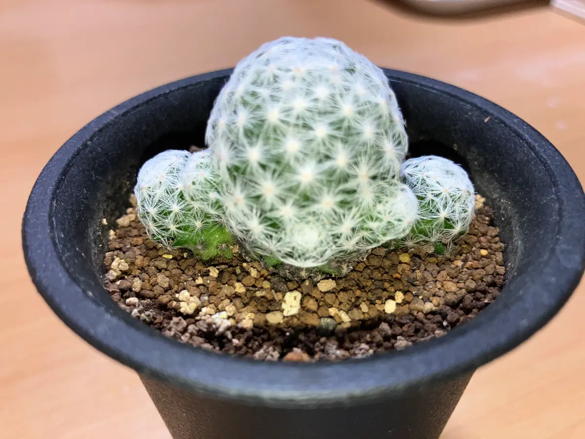 マミラリア(姫春星)を室内で、植物用LEDを使用して育てているの