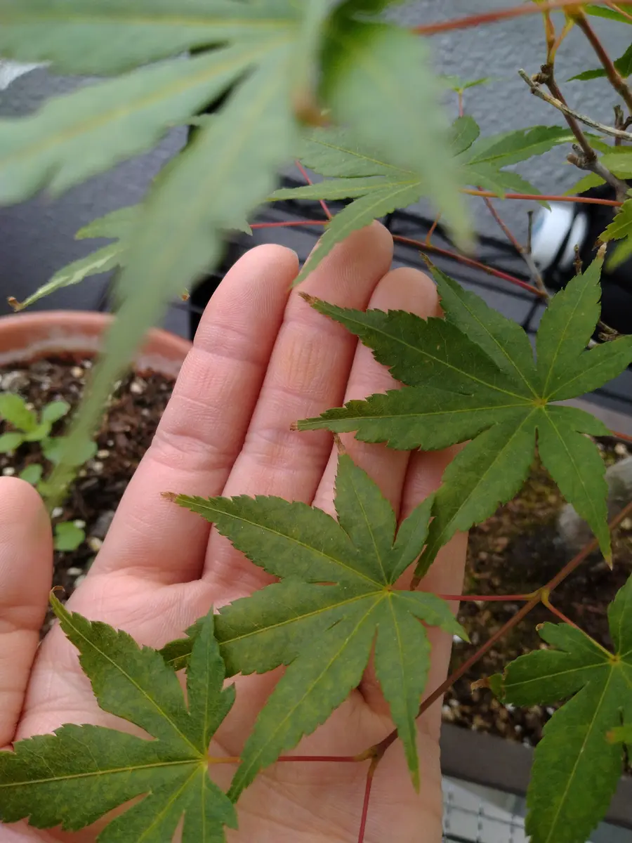 折り鶴盆栽(紅葉盆栽)No.6 日本の紅葉 綺麗ですね 美術連盟賞🏆を頂い