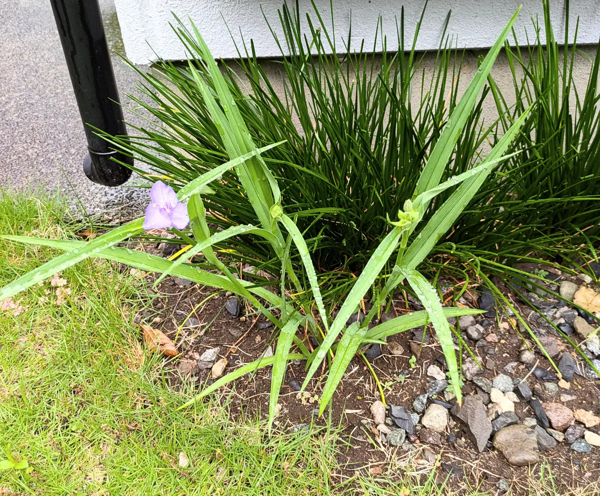 いつの間にか咲いていた、小さくて可愛い薄紫の花。花の名前が