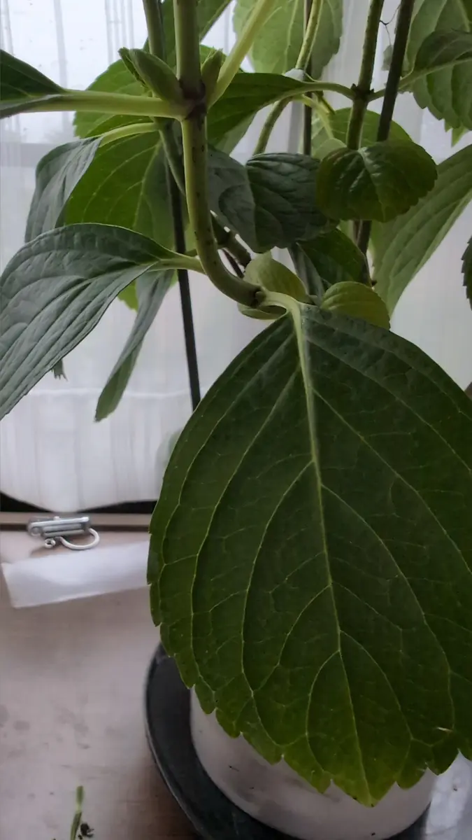 皆様はじめまして。よろしくお願いします☺紫陽花の万華鏡を室