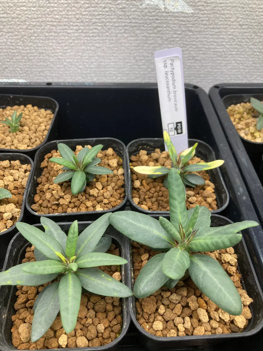 某種屋さんでブレビカウレレウコキサンツム(恵比寿笑)の種子を